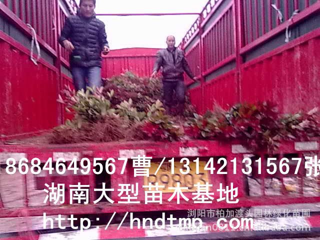 長(cháng)沙苗木(mù) 長(cháng)沙苗圃 長(cháng)沙花(huā)木(mù) 湖(hú)南(nán)苗木(mù) 湖(hú)南(nán)苗圃 湖(hú)南(nán)花(huā)木(mù)行(xíng)情 湖(hú)南(nán)苗木(mù)行(xíng)情
