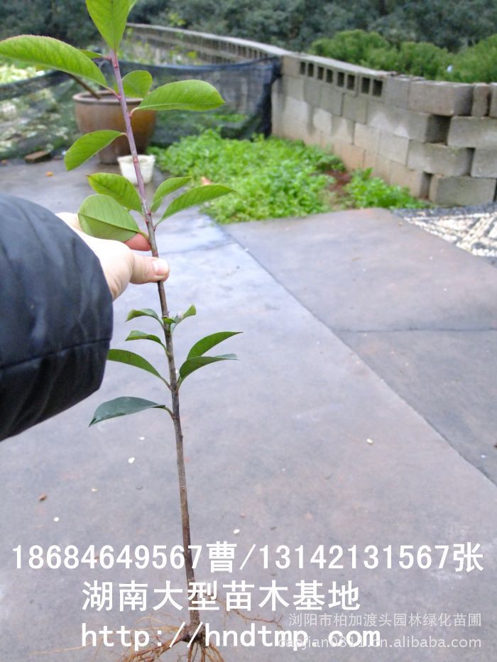 紅(hóng)葉石楠 紅(hóng)葉石楠扡插苗 長(cháng)沙苗木(mù) 長(cháng)沙苗圃 長(cháng)沙花(huā)木(mù) 求購(gòu)紅(hóng)葉石楠小(xiǎo)苗