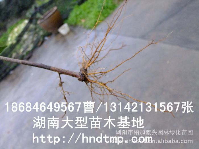 紅(hóng)葉石楠扡插苗 紅(hóng)葉石楠基地(dì) 紅(hóng)葉石楠價格 長(cháng)沙苗木(mù) 長(cháng)沙苗圃