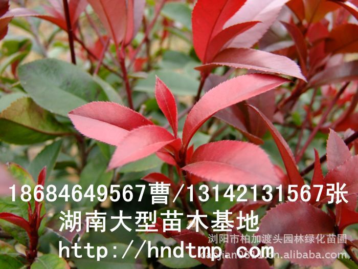 長(cháng)沙苗木(mù) 長(cháng)沙苗圃 長(cháng)沙花(huā)木(mù) 湖(hú)南(nán)花(huā)木(mù) 求購(gòu)紅(hóng)葉石楠小(xiǎo)苗