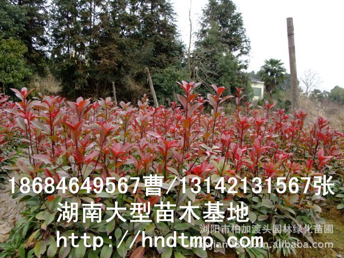 長(cháng)沙花(huā)木(mù) 長(cháng)沙苗木(mù) 湖(hú)南(nán)苗圃 長(cháng)沙苗圃 求購(gòu)紅(hóng)葉石楠小(xiǎo)苗 紅(hóng)葉石楠小(xiǎo)苗價格