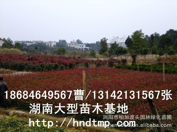 長(cháng)沙苗木(mù) 長(cháng)沙苗圃 長(cháng)沙花(huā)木(mù) 求購(gòu)紅(hóng)葉石楠 供應紅(hóng)葉石楠