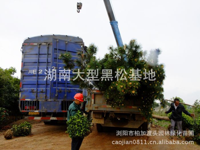 長(cháng)沙苗木(mù) 長(cháng)沙花(huā)木(mù) 長(cháng)沙苗木(mù)價格 長(cháng)沙花(huā)木(mù)價格 湖(hú)南(nán)黑(hēi)松基地(dì) 湖(hú)南(nán)黑(hēi)松行(xíng)情