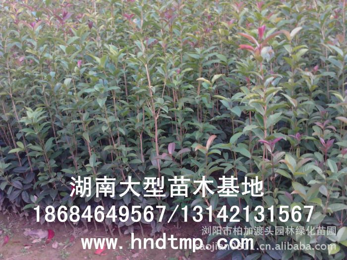 長(cháng)沙花(huā)木(mù) 長(cháng)沙苗木(mù) 長(cháng)沙花(huā)木(mù)行(xíng)情 長(cháng)沙花(huā)木(mù)基地(dì) 湖(hú)南(nán)花(huā)木(mù)行(xíng)情