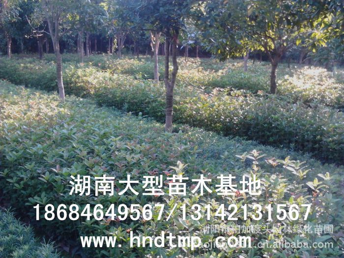 長(cháng)沙苗木(mù) 長(cháng)沙花(huā)木(mù) 湖(hú)南(nán)苗木(mù)基地(dì) 湖(hú)南(nán)花(huā)木(mù)基地(dì) 湖(hú)南(nán)桂花(huā) 長(cháng)沙桂花(huā)基地(dì)