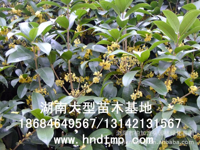湖(hú)南(nán)渡頭峥嵘苗圃