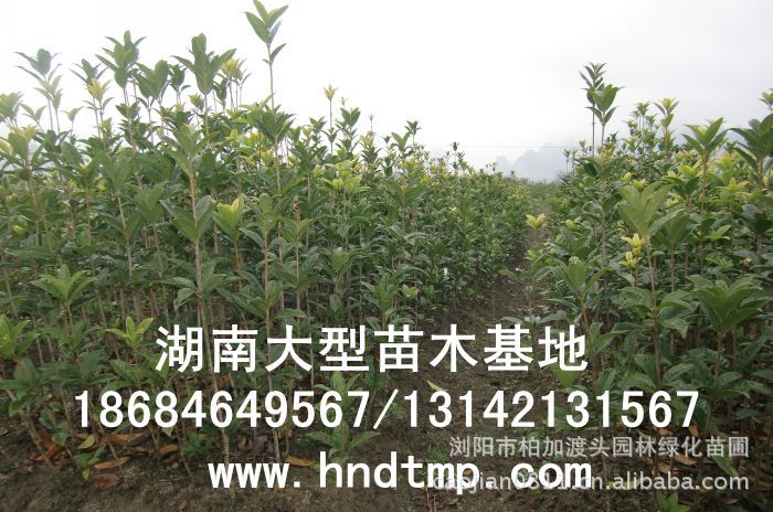 丹桂小(xiǎo)苗 丹桂價格 丹桂照(zhào)片 丹桂批發 丹桂品種 湖(hú)南(nán)丹桂基地(dì) 長(cháng)沙丹桂基地(dì) 長(cháng)沙苗木(mù) 長(cháng)沙苗圃