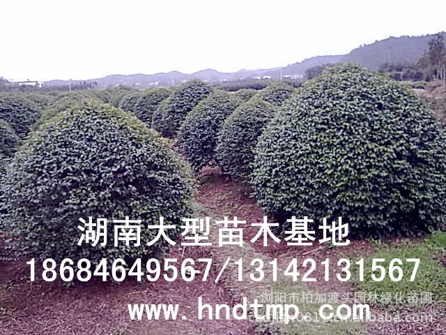 小(xiǎo)葉女(nǚ)貞/小(xiǎo)葉女(nǚ)貞價格/小(xiǎo)葉女(nǚ)貞球/小(xiǎo)葉女(nǚ)貞球價格/湖(hú)南(nán)小(xiǎo)葉女(nǚ)貞/長(cháng)沙小(xiǎo)葉女(nǚ)貞/小(xiǎo)葉女(nǚ)貞最新價格/小(xiǎo)葉女(nǚ)貞價格表/小(xiǎo)葉女(nǚ)貞價格行(xíng)情/小(xiǎo)葉女(nǚ)貞照(zhào)片/小(xiǎo)葉女(nǚ)貞基地(dì)/小(xiǎo)葉女(nǚ)貞球價格/小(xiǎo)葉女(nǚ)貞球哪裡(lǐ)有(yǒu)/小(xiǎo)葉女(nǚ)貞球價格表/小(xiǎo)葉女(nǚ)貞小(xiǎo)苗/小(xiǎo)葉女(nǚ)貞種子(zǐ)/小(xiǎo)葉女(nǚ)貞哪裡(lǐ)有(yǒu)/小(xiǎo)葉女(nǚ)貞哪裡(lǐ)有(yǒu)買/湖(hú)南(nán)哪裡(lǐ)有(yǒu)小(xiǎo)葉女(nǚ)貞球買/長(cháng)沙苗木(mù)/湖(hú)南(nán)苗木(mù)/湖(hú)南(nán)花(huā)木(mù)/長(cháng)沙苗圃/湖(hú)南(nán)苗圃/長(cháng)沙哪裡(lǐ)有(yǒu)花(huā)木(mù)基地(dì)/怎樣種花(huā)木(mù)/小(xiǎo)葉女(nǚ)貞球在長(cháng)沙哪裡(lǐ)有(yǒu)買/小(xiǎo)葉女(nǚ)貞球批發/小(xiǎo)葉女(nǚ)貞球求購(gòu)/求購(gòu)小(xiǎo)葉女(nǚ)貞球/大(dà)量供應小(xiǎo)葉女(nǚ)貞球/大(dà)量求購(gòu)小(xiǎo)葉女(nǚ)貞小(xiǎo)苗/大(dà)量求購(gòu)小(xiǎo)葉女(nǚ)