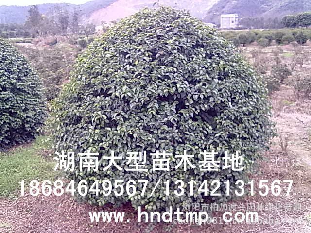小(xiǎo)葉女(nǚ)貞/小(xiǎo)葉女(nǚ)貞價格/小(xiǎo)葉女(nǚ)貞球/小(xiǎo)葉女(nǚ)貞球價格/湖(hú)南(nán)小(xiǎo)葉女(nǚ)貞/長(cháng)沙小(xiǎo)葉女(nǚ)貞/小(xiǎo)葉女(nǚ)貞最新價格/小(xiǎo)葉女(nǚ)貞價格表/小(xiǎo)葉女(nǚ)貞價格行(xíng)情/小(xiǎo)葉女(nǚ)貞照(zhào)片/小(xiǎo)葉女(nǚ)貞基地(dì)/小(xiǎo)葉女(nǚ)貞球價格/小(xiǎo)葉女(nǚ)貞球哪裡(lǐ)有(yǒu)/小(xiǎo)葉女(nǚ)貞球價格表/小(xiǎo)葉女(nǚ)貞小(xiǎo)苗/小(xiǎo)葉女(nǚ)貞種子(zǐ)/小(xiǎo)葉女(nǚ)貞哪裡(lǐ)有(yǒu)/小(xiǎo)葉女(nǚ)貞哪裡(lǐ)有(yǒu)買/湖(hú)南(nán)哪裡(lǐ)有(yǒu)小(xiǎo)葉女(nǚ)貞球買/長(cháng)沙苗木(mù)/湖(hú)南(nán)苗木(mù)/湖(hú)南(nán)花(huā)木(mù)/長(cháng)沙苗圃/湖(hú)南(nán)苗圃/長(cháng)沙哪裡(lǐ)有(yǒu)花(huā)木(mù)基地(dì)/怎樣種花(huā)木(mù)/小(xiǎo)葉女(nǚ)貞球在長(cháng)沙哪裡(lǐ)有(yǒu)買/小(xiǎo)葉女(nǚ)貞球批發/小(xiǎo)葉女(nǚ)貞球求購(gòu)/求購(gòu)小(xiǎo)葉女(nǚ)貞球/大(dà)量供應小(xiǎo)葉女(nǚ)貞球/大(dà)量求購(gòu)小(xiǎo)葉女(nǚ)貞小(xiǎo)苗/大(dà)量求購(gòu)小(xiǎo)葉女(nǚ)