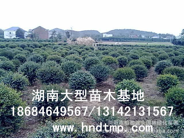 小(xiǎo)葉女(nǚ)貞/小(xiǎo)葉女(nǚ)貞價格/小(xiǎo)葉女(nǚ)貞球/小(xiǎo)葉女(nǚ)貞球價格/湖(hú)南(nán)小(xiǎo)葉女(nǚ)貞/長(cháng)沙小(xiǎo)葉女(nǚ)貞/小(xiǎo)葉女(nǚ)貞最新價格/小(xiǎo)葉女(nǚ)貞價格表/小(xiǎo)葉女(nǚ)貞價格行(xíng)情/小(xiǎo)葉女(nǚ)貞照(zhào)片/小(xiǎo)葉女(nǚ)貞基地(dì)/小(xiǎo)葉女(nǚ)貞球價格/小(xiǎo)葉女(nǚ)貞球哪裡(lǐ)有(yǒu)/小(xiǎo)葉女(nǚ)貞球價格表/小(xiǎo)葉女(nǚ)貞小(xiǎo)苗/小(xiǎo)葉女(nǚ)貞種子(zǐ)/小(xiǎo)葉女(nǚ)貞哪裡(lǐ)有(yǒu)/小(xiǎo)葉女(nǚ)貞哪裡(lǐ)有(yǒu)買/湖(hú)南(nán)哪裡(lǐ)有(yǒu)小(xiǎo)葉女(nǚ)貞球買/長(cháng)沙苗木(mù)/湖(hú)南(nán)苗木(mù)/湖(hú)南(nán)花(huā)木(mù)/長(cháng)沙苗圃/湖(hú)南(nán)苗圃/長(cháng)沙哪裡(lǐ)有(yǒu)花(huā)木(mù)基地(dì)/怎樣種花(huā)木(mù)/小(xiǎo)葉女(nǚ)貞球在長(cháng)沙哪裡(lǐ)有(yǒu)買/小(xiǎo)葉女(nǚ)貞球批發/小(xiǎo)葉女(nǚ)貞球求購(gòu)/求購(gòu)小(xiǎo)葉女(nǚ)貞球/大(dà)量供應小(xiǎo)葉女(nǚ)貞球/大(dà)量求購(gòu)小(xiǎo)葉女(nǚ)貞小(xiǎo)苗/大(dà)量求購(gòu)小(xiǎo)葉女(nǚ)