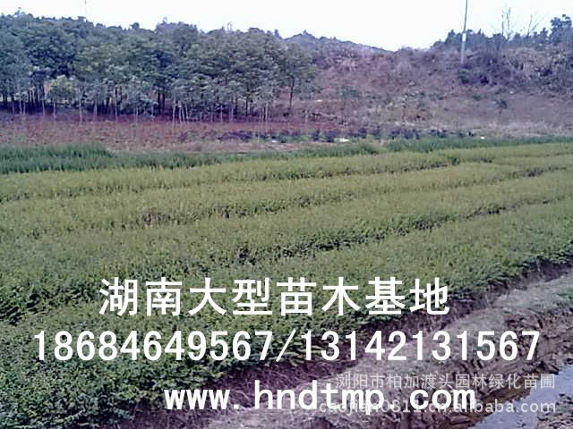 小(xiǎo)葉女(nǚ)貞/小(xiǎo)葉女(nǚ)貞價格/小(xiǎo)葉女(nǚ)貞球/小(xiǎo)葉女(nǚ)貞球價格/湖(hú)南(nán)小(xiǎo)葉女(nǚ)貞/長(cháng)沙小(xiǎo)葉女(nǚ)貞/小(xiǎo)葉女(nǚ)貞最新價格/小(xiǎo)葉女(nǚ)貞價格表/小(xiǎo)葉女(nǚ)貞價格行(xíng)情/小(xiǎo)葉女(nǚ)貞照(zhào)片/小(xiǎo)葉女(nǚ)貞基地(dì)/小(xiǎo)葉女(nǚ)貞球價格/小(xiǎo)葉女(nǚ)貞球哪裡(lǐ)有(yǒu)/小(xiǎo)葉女(nǚ)貞球價格表/小(xiǎo)葉女(nǚ)貞小(xiǎo)苗/小(xiǎo)葉女(nǚ)貞種子(zǐ)/小(xiǎo)葉女(nǚ)貞哪裡(lǐ)有(yǒu)/小(xiǎo)葉女(nǚ)貞哪裡(lǐ)有(yǒu)買/湖(hú)南(nán)哪裡(lǐ)有(yǒu)小(xiǎo)葉女(nǚ)貞球買/長(cháng)沙苗木(mù)/湖(hú)南(nán)苗木(mù)/湖(hú)南(nán)花(huā)木(mù)/長(cháng)沙苗圃/湖(hú)南(nán)苗圃/長(cháng)沙哪裡(lǐ)有(yǒu)花(huā)木(mù)基地(dì)/怎樣種花(huā)木(mù)/小(xiǎo)葉女(nǚ)貞球在長(cháng)沙哪裡(lǐ)有(yǒu)買/小(xiǎo)葉女(nǚ)貞球批發/小(xiǎo)葉女(nǚ)貞球求購(gòu)/求購(gòu)小(xiǎo)葉女(nǚ)貞球/大(dà)量供應小(xiǎo)葉女(nǚ)貞球/大(dà)量求購(gòu)小(xiǎo)葉女(nǚ)貞小(xiǎo)苗/大(dà)量求購(gòu)小(xiǎo)葉女(nǚ)