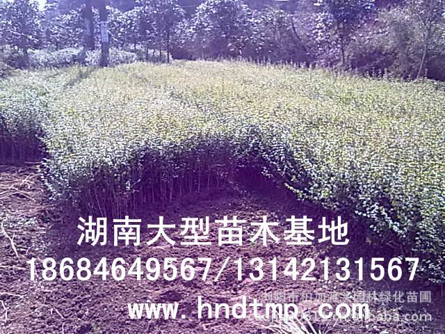 小(xiǎo)葉女(nǚ)貞/小(xiǎo)葉女(nǚ)貞價格/小(xiǎo)葉女(nǚ)貞球/小(xiǎo)葉女(nǚ)貞球價格/湖(hú)南(nán)小(xiǎo)葉女(nǚ)貞/長(cháng)沙小(xiǎo)葉女(nǚ)貞/小(xiǎo)葉女(nǚ)貞最新價格/小(xiǎo)葉女(nǚ)貞價格表/小(xiǎo)葉女(nǚ)貞價格行(xíng)情/小(xiǎo)葉女(nǚ)貞照(zhào)片/小(xiǎo)葉女(nǚ)貞基地(dì)/小(xiǎo)葉女(nǚ)貞球價格/小(xiǎo)葉女(nǚ)貞球哪裡(lǐ)有(yǒu)/小(xiǎo)葉女(nǚ)貞球價格表/小(xiǎo)葉女(nǚ)貞小(xiǎo)苗/小(xiǎo)葉女(nǚ)貞種子(zǐ)/小(xiǎo)葉女(nǚ)貞哪裡(lǐ)有(yǒu)/小(xiǎo)葉女(nǚ)貞哪裡(lǐ)有(yǒu)買/湖(hú)南(nán)哪裡(lǐ)有(yǒu)小(xiǎo)葉女(nǚ)貞球買/長(cháng)沙苗木(mù)/湖(hú)南(nán)苗木(mù)/湖(hú)南(nán)花(huā)木(mù)/長(cháng)沙苗圃/湖(hú)南(nán)苗圃/長(cháng)沙哪裡(lǐ)有(yǒu)花(huā)木(mù)基地(dì)/怎樣種花(huā)木(mù)/小(xiǎo)葉女(nǚ)貞球在長(cháng)沙哪裡(lǐ)有(yǒu)買/小(xiǎo)葉女(nǚ)貞球批發/小(xiǎo)葉女(nǚ)貞球求購(gòu)/求購(gòu)小(xiǎo)葉女(nǚ)貞球/大(dà)量供應小(xiǎo)葉女(nǚ)貞球/大(dà)量求購(gòu)小(xiǎo)葉女(nǚ)貞小(xiǎo)苗/大(dà)量求購(gòu)小(xiǎo)葉女(nǚ)