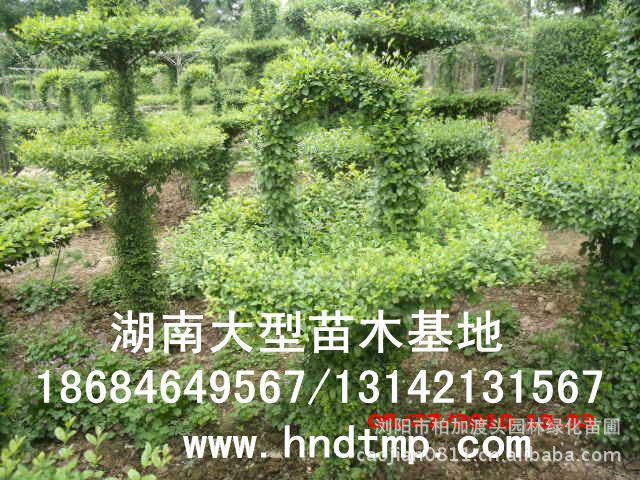 小(xiǎo)葉女(nǚ)貞/小(xiǎo)葉女(nǚ)貞價格/小(xiǎo)葉女(nǚ)貞球/小(xiǎo)葉女(nǚ)貞球價格/湖(hú)南(nán)小(xiǎo)葉女(nǚ)貞/長(cháng)沙小(xiǎo)葉女(nǚ)貞/小(xiǎo)葉女(nǚ)貞最新價格/小(xiǎo)葉女(nǚ)貞價格表/小(xiǎo)葉女(nǚ)貞價格行(xíng)情/小(xiǎo)葉女(nǚ)貞照(zhào)片/小(xiǎo)葉女(nǚ)貞基地(dì)/小(xiǎo)葉女(nǚ)貞球價格/小(xiǎo)葉女(nǚ)貞球哪裡(lǐ)有(yǒu)/小(xiǎo)葉女(nǚ)貞球價格表/小(xiǎo)葉女(nǚ)貞小(xiǎo)苗/小(xiǎo)葉女(nǚ)貞種子(zǐ)/小(xiǎo)葉女(nǚ)貞哪裡(lǐ)有(yǒu)/小(xiǎo)葉女(nǚ)貞哪裡(lǐ)有(yǒu)買/湖(hú)南(nán)哪裡(lǐ)有(yǒu)小(xiǎo)葉女(nǚ)貞球買/長(cháng)沙苗木(mù)/湖(hú)南(nán)苗木(mù)/湖(hú)南(nán)花(huā)木(mù)/長(cháng)沙苗圃/湖(hú)南(nán)苗圃/長(cháng)沙哪裡(lǐ)有(yǒu)花(huā)木(mù)基地(dì)/怎樣種花(huā)木(mù)/小(xiǎo)葉女(nǚ)貞球在長(cháng)沙哪裡(lǐ)有(yǒu)買/小(xiǎo)葉女(nǚ)貞球批發/小(xiǎo)葉女(nǚ)貞球求購(gòu)/求購(gòu)小(xiǎo)葉女(nǚ)貞球/大(dà)量供應小(xiǎo)葉女(nǚ)貞球/大(dà)量求購(gòu)小(xiǎo)葉女(nǚ)貞小(xiǎo)苗/大(dà)量求購(gòu)小(xiǎo)葉女(nǚ)