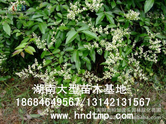 小(xiǎo)葉女(nǚ)貞/小(xiǎo)葉女(nǚ)貞價格/小(xiǎo)葉女(nǚ)貞球/小(xiǎo)葉女(nǚ)貞球價格/湖(hú)南(nán)小(xiǎo)葉女(nǚ)貞/長(cháng)沙小(xiǎo)葉女(nǚ)貞/小(xiǎo)葉女(nǚ)貞最新價格/小(xiǎo)葉女(nǚ)貞價格表/小(xiǎo)葉女(nǚ)貞價格行(xíng)情/小(xiǎo)葉女(nǚ)貞照(zhào)片/小(xiǎo)葉女(nǚ)貞基地(dì)/小(xiǎo)葉女(nǚ)貞球價格/小(xiǎo)葉女(nǚ)貞球哪裡(lǐ)有(yǒu)/小(xiǎo)葉女(nǚ)貞球價格表/小(xiǎo)葉女(nǚ)貞小(xiǎo)苗/小(xiǎo)葉女(nǚ)貞種子(zǐ)/小(xiǎo)葉女(nǚ)貞哪裡(lǐ)有(yǒu)/小(xiǎo)葉女(nǚ)貞哪裡(lǐ)有(yǒu)買/湖(hú)南(nán)哪裡(lǐ)有(yǒu)小(xiǎo)葉女(nǚ)貞球買/長(cháng)沙苗木(mù)/湖(hú)南(nán)苗木(mù)/湖(hú)南(nán)花(huā)木(mù)/長(cháng)沙苗圃/湖(hú)南(nán)苗圃/長(cháng)沙哪裡(lǐ)有(yǒu)花(huā)木(mù)基地(dì)/怎樣種花(huā)木(mù)/小(xiǎo)葉女(nǚ)貞球在長(cháng)沙哪裡(lǐ)有(yǒu)買/小(xiǎo)葉女(nǚ)貞球批發/小(xiǎo)葉女(nǚ)貞球求購(gòu)/求購(gòu)小(xiǎo)葉女(nǚ)貞球/大(dà)量供應小(xiǎo)葉女(nǚ)貞球/大(dà)量求購(gòu)小(xiǎo)葉女(nǚ)貞小(xiǎo)苗/大(dà)量求購(gòu)小(xiǎo)葉女(nǚ)