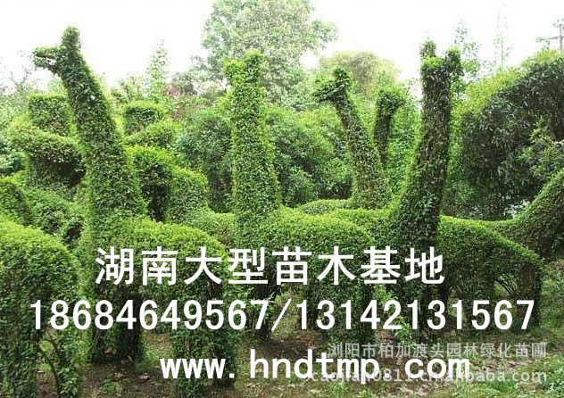 小(xiǎo)葉女(nǚ)貞/小(xiǎo)葉女(nǚ)貞價格/小(xiǎo)葉女(nǚ)貞球/小(xiǎo)葉女(nǚ)貞球價格/湖(hú)南(nán)小(xiǎo)葉女(nǚ)貞/長(cháng)沙小(xiǎo)葉女(nǚ)貞/小(xiǎo)葉女(nǚ)貞最新價格/小(xiǎo)葉女(nǚ)貞價格表/小(xiǎo)葉女(nǚ)貞價格行(xíng)情/小(xiǎo)葉女(nǚ)貞照(zhào)片/小(xiǎo)葉女(nǚ)貞基地(dì)/小(xiǎo)葉女(nǚ)貞球價格/小(xiǎo)葉女(nǚ)貞球哪裡(lǐ)有(yǒu)/小(xiǎo)葉女(nǚ)貞球價格表/小(xiǎo)葉女(nǚ)貞小(xiǎo)苗/小(xiǎo)葉女(nǚ)貞種子(zǐ)/小(xiǎo)葉女(nǚ)貞哪裡(lǐ)有(yǒu)/小(xiǎo)葉女(nǚ)貞哪裡(lǐ)有(yǒu)買/湖(hú)南(nán)哪裡(lǐ)有(yǒu)小(xiǎo)葉女(nǚ)貞球買/長(cháng)沙苗木(mù)/湖(hú)南(nán)苗木(mù)/湖(hú)南(nán)花(huā)木(mù)/長(cháng)沙苗圃/湖(hú)南(nán)苗圃/長(cháng)沙哪裡(lǐ)有(yǒu)花(huā)木(mù)基地(dì)/怎樣種花(huā)木(mù)/小(xiǎo)葉女(nǚ)貞球在長(cháng)沙哪裡(lǐ)有(yǒu)買/小(xiǎo)葉女(nǚ)貞球批發/小(xiǎo)葉女(nǚ)貞球求購(gòu)/求購(gòu)小(xiǎo)葉女(nǚ)貞球/大(dà)量供應小(xiǎo)葉女(nǚ)貞球/大(dà)量求購(gòu)小(xiǎo)葉女(nǚ)貞小(xiǎo)苗/大(dà)量求購(gòu)小(xiǎo)葉女(nǚ)