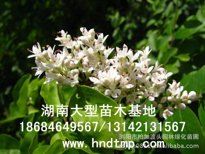 小(xiǎo)葉女(nǚ)貞/小(xiǎo)葉女(nǚ)貞價格/小(xiǎo)葉女(nǚ)貞球/小(xiǎo)葉女(nǚ)貞球價格/湖(hú)南(nán)小(xiǎo)葉女(nǚ)貞/長(cháng)沙小(xiǎo)葉女(nǚ)貞/小(xiǎo)葉女(nǚ)貞最新價格/小(xiǎo)葉女(nǚ)貞價格表/小(xiǎo)葉女(nǚ)貞價格行(xíng)情/小(xiǎo)葉女(nǚ)貞照(zhào)片/小(xiǎo)葉女(nǚ)貞基地(dì)/小(xiǎo)葉女(nǚ)貞球價格/小(xiǎo)葉女(nǚ)貞球哪裡(lǐ)有(yǒu)/小(xiǎo)葉女(nǚ)貞球價格表/小(xiǎo)葉女(nǚ)貞小(xiǎo)苗/小(xiǎo)葉女(nǚ)貞種子(zǐ)/小(xiǎo)葉女(nǚ)貞哪裡(lǐ)有(yǒu)/小(xiǎo)葉女(nǚ)貞哪裡(lǐ)有(yǒu)買/湖(hú)南(nán)哪裡(lǐ)有(yǒu)小(xiǎo)葉女(nǚ)貞球買/長(cháng)沙苗木(mù)/湖(hú)南(nán)苗木(mù)/湖(hú)南(nán)花(huā)木(mù)/長(cháng)沙苗圃/湖(hú)南(nán)苗圃/長(cháng)沙哪裡(lǐ)有(yǒu)花(huā)木(mù)基地(dì)/怎樣種花(huā)木(mù)/小(xiǎo)葉女(nǚ)貞球在長(cháng)沙哪裡(lǐ)有(yǒu)買/小(xiǎo)葉女(nǚ)貞球批發/小(xiǎo)葉女(nǚ)貞球求購(gòu)/求購(gòu)小(xiǎo)葉女(nǚ)貞球/大(dà)量供應小(xiǎo)葉女(nǚ)貞球/大(dà)量求購(gòu)小(xiǎo)葉女(nǚ)貞小(xiǎo)苗/大(dà)量求購(gòu)小(xiǎo)葉女(nǚ)