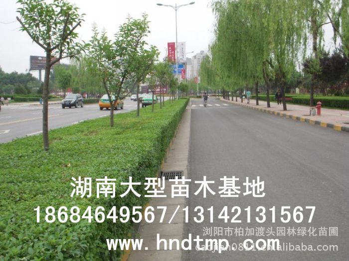 小(xiǎo)葉女(nǚ)貞/小(xiǎo)葉女(nǚ)貞價格/小(xiǎo)葉女(nǚ)貞球/小(xiǎo)葉女(nǚ)貞球價格/湖(hú)南(nán)小(xiǎo)葉女(nǚ)貞/長(cháng)沙小(xiǎo)葉女(nǚ)貞/小(xiǎo)葉女(nǚ)貞最新價格/小(xiǎo)葉女(nǚ)貞價格表/小(xiǎo)葉女(nǚ)貞價格行(xíng)情/小(xiǎo)葉女(nǚ)貞照(zhào)片/小(xiǎo)葉女(nǚ)貞基地(dì)/小(xiǎo)葉女(nǚ)貞球價格/小(xiǎo)葉女(nǚ)貞球哪裡(lǐ)有(yǒu)/小(xiǎo)葉女(nǚ)貞球價格表/小(xiǎo)葉女(nǚ)貞小(xiǎo)苗/小(xiǎo)葉女(nǚ)貞種子(zǐ)/小(xiǎo)葉女(nǚ)貞哪裡(lǐ)有(yǒu)/小(xiǎo)葉女(nǚ)貞哪裡(lǐ)有(yǒu)買/湖(hú)南(nán)哪裡(lǐ)有(yǒu)小(xiǎo)葉女(nǚ)貞球買/長(cháng)沙苗木(mù)/湖(hú)南(nán)苗木(mù)/湖(hú)南(nán)花(huā)木(mù)/長(cháng)沙苗圃/湖(hú)南(nán)苗圃/長(cháng)沙哪裡(lǐ)有(yǒu)花(huā)木(mù)基地(dì)/怎樣種花(huā)木(mù)/小(xiǎo)葉女(nǚ)貞球在長(cháng)沙哪裡(lǐ)有(yǒu)買/小(xiǎo)葉女(nǚ)貞球批發/小(xiǎo)葉女(nǚ)貞球求購(gòu)/求購(gòu)小(xiǎo)葉女(nǚ)貞球/大(dà)量供應小(xiǎo)葉女(nǚ)貞球/大(dà)量求購(gòu)小(xiǎo)葉女(nǚ)貞小(xiǎo)苗/大(dà)量求購(gòu)小(xiǎo)葉女(nǚ)