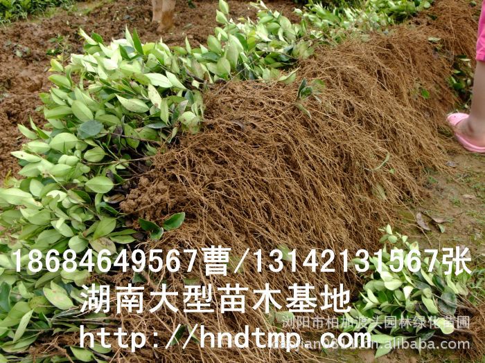 金(jīn)森(sēn)女(nǚ)貞 金(jīn)森(sēn)女(nǚ)貞小(xiǎo)苗 金(jīn)森(sēn)女(nǚ)貞價格
