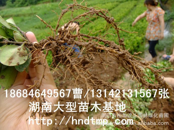 長(cháng)沙苗木(mù) 長(cháng)沙苗圃 長(cháng)沙苗木(mù)基地(dì) 金(jīn)森(sēn)女(nǚ)貞