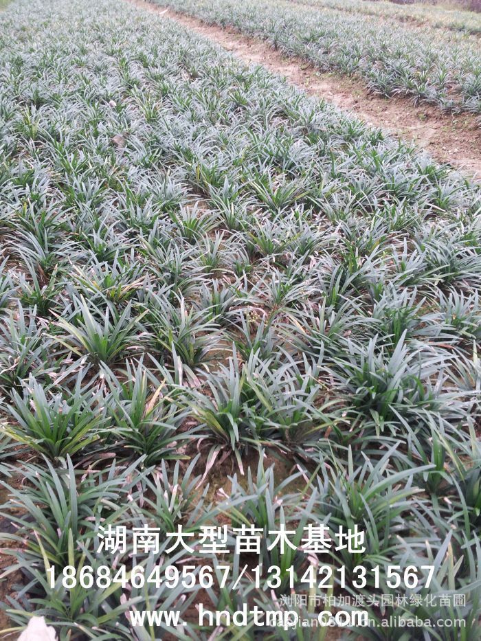 玉龍草(cǎo) 湖(hú)南(nán)玉龍草(cǎo) 玉龍草(cǎo)基地(dì) 長(cháng)沙玉龍草(cǎo)基地(dì) 浏陽玉龍草(cǎo)基地(dì) 長(cháng)沙苗圃 湖(hú)南(nán)苗圃 浏陽苗圃 長(cháng)沙苗木(mù)基地(dì) 浏陽苗圃基地(dì) 湖(hú)南(nán)花(huā)木(mù)基地(dì) 浏陽花(huā)木(mù)之鄉(xiāng) 長(cháng)沙花(huā)木(mù) 玉龍草(cǎo)基地(dì) 玉龍草(cǎo)價格 玉龍草(cǎo)最新價格 玉龍草(cǎo)長(cháng)沙基地(dì)