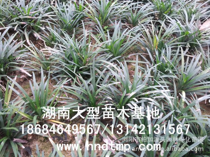 玉龍草(cǎo) 湖(hú)南(nán)玉龍草(cǎo) 玉龍草(cǎo)基地(dì) 長(cháng)沙玉龍草(cǎo)基地(dì) 浏陽玉龍草(cǎo)基地(dì) 長(cháng)沙苗圃 湖(hú)南(nán)苗圃 浏陽苗圃 長(cháng)沙苗木(mù)基地(dì) 浏陽苗圃基地(dì) 湖(hú)南(nán)花(huā)木(mù)基地(dì) 浏陽花(huā)木(mù)之鄉(xiāng) 長(cháng)沙花(huā)木(mù) 玉龍草(cǎo)基地(dì) 玉龍草(cǎo)價格 玉龍草(cǎo)最新價格 玉龍草(cǎo)長(cháng)沙基地(dì)