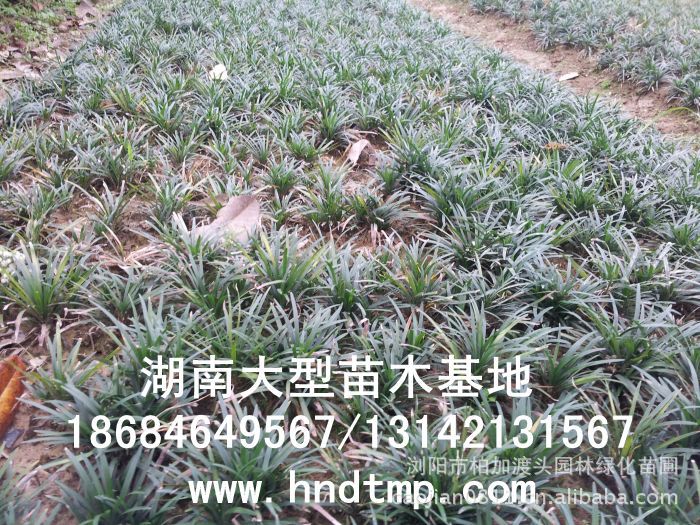 玉龍草(cǎo) 湖(hú)南(nán)玉龍草(cǎo) 玉龍草(cǎo)基地(dì) 長(cháng)沙玉龍草(cǎo)基地(dì) 浏陽玉龍草(cǎo)基地(dì) 長(cháng)沙苗圃 湖(hú)南(nán)苗圃 浏陽苗圃 長(cháng)沙苗木(mù)基地(dì) 浏陽苗圃基地(dì) 湖(hú)南(nán)花(huā)木(mù)基地(dì) 浏陽花(huā)木(mù)之鄉(xiāng) 長(cháng)沙花(huā)木(mù) 玉龍草(cǎo)基地(dì) 玉龍草(cǎo)價格 玉龍草(cǎo)最新價格 玉龍草(cǎo)長(cháng)沙基地(dì)