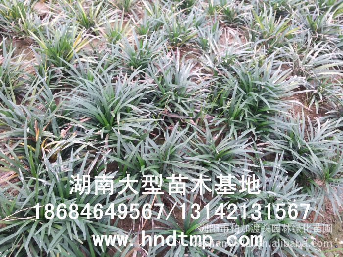 玉龍草(cǎo) 湖(hú)南(nán)玉龍草(cǎo) 玉龍草(cǎo)基地(dì) 長(cháng)沙玉龍草(cǎo)基地(dì) 浏陽玉龍草(cǎo)基地(dì) 長(cháng)沙苗圃 湖(hú)南(nán)苗圃 浏陽苗圃 長(cháng)沙苗木(mù)基地(dì) 浏陽苗圃基地(dì) 湖(hú)南(nán)花(huā)木(mù)基地(dì) 浏陽花(huā)木(mù)之鄉(xiāng) 長(cháng)沙花(huā)木(mù) 玉龍草(cǎo)基地(dì) 玉龍草(cǎo)價格 玉龍草(cǎo)最新價格 玉龍草(cǎo)長(cháng)沙基地(dì)
