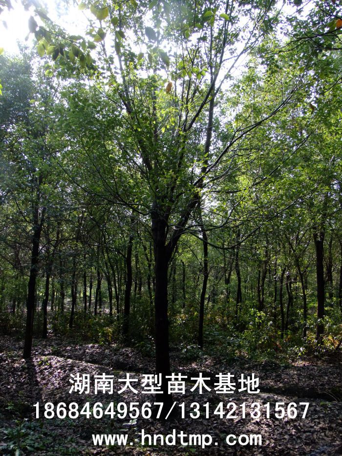 湖(hú)南(nán)綠(lǜ)化(huà)苗木(mù)，湖(hú)南(nán)紅(hóng)葉石楠，湖(hú)南(nán)黑(hēi)松，湖(hú)南(nán)桂花(huā)，湖(hú)南(nán)花(huā)木(mù)湖(hú)南(nán)香樟基地(dì),湖(hú)南(nán)香樟批發,湖(hú)南(nán)香樟樹(shù),長(cháng)沙香樟樹(shù),長(cháng)沙香樟小(xiǎo)苗,湖(hú)南(nán) 香樟種子(zǐ),湖(hú)南(nán)長(cháng)沙香樟種子(zǐ)批發湖(hú)南(nán)渡頭苗木(mù)為(wèi)你(nǐ)分(fēn)享ww.hndtmp.com，長(cháng)沙苗木(mù)，長(cháng)沙綠(lǜ)化(huà)，更多(duō)信息，請(qǐng)浏覽我們的(de)網站(zhàn)★浏陽地(dì)區(qū)大(dà)量求購(gòu)4公分(fēn)香樟★浏陽地(dì)區(qū)大(dà)量供應香樟3-20公分(fēn)★浏陽地(dì)區(qū)大(dà)量求購(gòu)3-15公分(fēn)香樟★浏陽香樟基地(dì)★跳(tiào)馬香樟基地(dì)★柏加香樟基地(dì)★柏加香樟苗圃★浏陽大(dà)型苗木(mù)基地(dì)★湖(hú)南(nán)大(dà)型苗木(mù)生(shēng)産基地(dì)★渡頭峥嵘苗圃★浏陽市(shì)柏加渡頭園林(lín)綠(lǜ)化(huà)苗圃★綠(lǜ)化(huà)苗木(mù)★園林(lín)綠(lǜ)化(huà)★綠(lǜ)