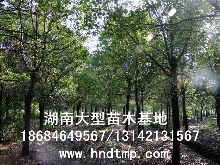 湖(hú)南(nán)綠(lǜ)化(huà)苗木(mù)，湖(hú)南(nán)紅(hóng)葉石楠，湖(hú)南(nán)黑(hēi)松，湖(hú)南(nán)桂花(huā)，湖(hú)南(nán)花(huā)木(mù)湖(hú)南(nán)香樟基地(dì),湖(hú)南(nán)香樟批發,湖(hú)南(nán)香樟樹(shù),長(cháng)沙香樟樹(shù),長(cháng)沙香樟小(xiǎo)苗,湖(hú)南(nán) 香樟種子(zǐ),湖(hú)南(nán)長(cháng)沙香樟種子(zǐ)批發湖(hú)南(nán)渡頭苗木(mù)為(wèi)你(nǐ)分(fēn)享ww.hndtmp.com，長(cháng)沙苗木(mù)，長(cháng)沙綠(lǜ)化(huà)，更多(duō)信息，請(qǐng)浏覽我們的(de)網站(zhàn)★浏陽地(dì)區(qū)大(dà)量求購(gòu)4公分(fēn)香樟★浏陽地(dì)區(qū)大(dà)量供應香樟3-20公分(fēn)★浏陽地(dì)區(qū)大(dà)量求購(gòu)3-15公分(fēn)香樟★浏陽香樟基地(dì)★跳(tiào)馬香樟基地(dì)★柏加香樟基地(dì)★柏加香樟苗圃★浏陽大(dà)型苗木(mù)基地(dì)★湖(hú)南(nán)大(dà)型苗木(mù)生(shēng)産基地(dì)★渡頭峥嵘苗圃★浏陽市(shì)柏加渡頭園林(lín)綠(lǜ)化(huà)苗圃★綠(lǜ)化(huà)苗木(mù)★園林(lín)綠(lǜ)化(huà)★綠(lǜ)