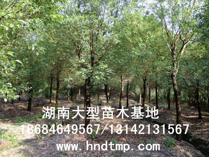 湖(hú)南(nán)綠(lǜ)化(huà)苗木(mù)，湖(hú)南(nán)紅(hóng)葉石楠，湖(hú)南(nán)黑(hēi)松，湖(hú)南(nán)桂花(huā)，湖(hú)南(nán)花(huā)木(mù)湖(hú)南(nán)香樟基地(dì),湖(hú)南(nán)香樟批發,湖(hú)南(nán)香樟樹(shù),長(cháng)沙香樟樹(shù),長(cháng)沙香樟小(xiǎo)苗,湖(hú)南(nán) 香樟種子(zǐ),湖(hú)南(nán)長(cháng)沙香樟種子(zǐ)批發湖(hú)南(nán)渡頭苗木(mù)為(wèi)你(nǐ)分(fēn)享ww.hndtmp.com，長(cháng)沙苗木(mù)，長(cháng)沙綠(lǜ)化(huà)，更多(duō)信息，請(qǐng)浏覽我們的(de)網站(zhàn)★浏陽地(dì)區(qū)大(dà)量求購(gòu)4公分(fēn)香樟★浏陽地(dì)區(qū)大(dà)量供應香樟3-20公分(fēn)★浏陽地(dì)區(qū)大(dà)量求購(gòu)3-15公分(fēn)香樟★浏陽香樟基地(dì)★跳(tiào)馬香樟基地(dì)★柏加香樟基地(dì)★柏加香樟苗圃★浏陽大(dà)型苗木(mù)基地(dì)★湖(hú)南(nán)大(dà)型苗木(mù)生(shēng)産基地(dì)★渡頭峥嵘苗圃★浏陽市(shì)柏加渡頭園林(lín)綠(lǜ)化(huà)苗圃★綠(lǜ)化(huà)苗木(mù)★園林(lín)綠(lǜ)化(huà)★綠(lǜ)
