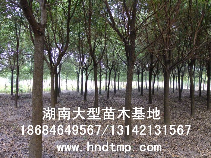 湖(hú)南(nán)綠(lǜ)化(huà)苗木(mù)，湖(hú)南(nán)紅(hóng)葉石楠，湖(hú)南(nán)黑(hēi)松，湖(hú)南(nán)桂花(huā)，湖(hú)南(nán)花(huā)木(mù)湖(hú)南(nán)香樟基地(dì),湖(hú)南(nán)香樟批發,湖(hú)南(nán)香樟樹(shù),長(cháng)沙香樟樹(shù),長(cháng)沙香樟小(xiǎo)苗,湖(hú)南(nán) 香樟種子(zǐ),湖(hú)南(nán)長(cháng)沙香樟種子(zǐ)批發湖(hú)南(nán)渡頭苗木(mù)為(wèi)你(nǐ)分(fēn)享ww.hndtmp.com，長(cháng)沙苗木(mù)，長(cháng)沙綠(lǜ)化(huà)，更多(duō)信息，請(qǐng)浏覽我們的(de)網站(zhàn)★浏陽地(dì)區(qū)大(dà)量求購(gòu)4公分(fēn)香樟★浏陽地(dì)區(qū)大(dà)量供應香樟3-20公分(fēn)★浏陽地(dì)區(qū)大(dà)量求購(gòu)3-15公分(fēn)香樟★浏陽香樟基地(dì)★跳(tiào)馬香樟基地(dì)★柏加香樟基地(dì)★柏加香樟苗圃★浏陽大(dà)型苗木(mù)基地(dì)★湖(hú)南(nán)大(dà)型苗木(mù)生(shēng)産基地(dì)★渡頭峥嵘苗圃★浏陽市(shì)柏加渡頭園林(lín)綠(lǜ)化(huà)苗圃★綠(lǜ)化(huà)苗木(mù)★園林(lín)綠(lǜ)化(huà)★綠(lǜ)