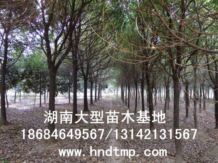 湖(hú)南(nán)綠(lǜ)化(huà)苗木(mù)，湖(hú)南(nán)紅(hóng)葉石楠，湖(hú)南(nán)黑(hēi)松，湖(hú)南(nán)桂花(huā)，湖(hú)南(nán)花(huā)木(mù)湖(hú)南(nán)香樟基地(dì),湖(hú)南(nán)香樟批發,湖(hú)南(nán)香樟樹(shù),長(cháng)沙香樟樹(shù),長(cháng)沙香樟小(xiǎo)苗,湖(hú)南(nán) 香樟種子(zǐ),湖(hú)南(nán)長(cháng)沙香樟種子(zǐ)批發湖(hú)南(nán)渡頭苗木(mù)為(wèi)你(nǐ)分(fēn)享ww.hndtmp.com，長(cháng)沙苗木(mù)，長(cháng)沙綠(lǜ)化(huà)，更多(duō)信息，請(qǐng)浏覽我們的(de)網站(zhàn)★浏陽地(dì)區(qū)大(dà)量求購(gòu)4公分(fēn)香樟★浏陽地(dì)區(qū)大(dà)量供應香樟3-20公分(fēn)★浏陽地(dì)區(qū)大(dà)量求購(gòu)3-15公分(fēn)香樟★浏陽香樟基地(dì)★跳(tiào)馬香樟基地(dì)★柏加香樟基地(dì)★柏加香樟苗圃★浏陽大(dà)型苗木(mù)基地(dì)★湖(hú)南(nán)大(dà)型苗木(mù)生(shēng)産基地(dì)★渡頭峥嵘苗圃★浏陽市(shì)柏加渡頭園林(lín)綠(lǜ)化(huà)苗圃★綠(lǜ)化(huà)苗木(mù)★園林(lín)綠(lǜ)化(huà)★綠(lǜ)