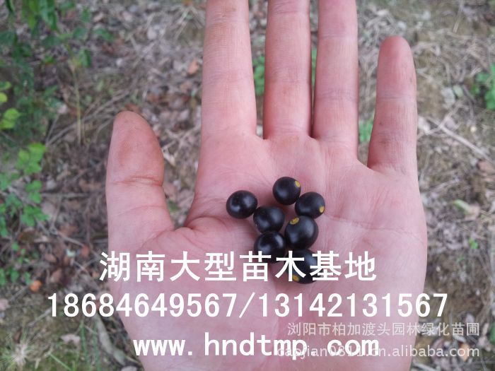 大(dà)葉樟種子(zǐ)★大(dà)葉樟和(hé)小(xiǎo)葉樟的(de)區(qū)别★樟樹(shù)的(de)品種有(yǒu)哪些(xiē)？★求購(gòu)大(dà)葉樟種子(zǐ)1噸★大(dà)量求購(gòu)大(dà)葉樟種子(zǐ)★大(dà)量求購(gòu)大(dà)葉樟新鮮種子(zǐ)★大(dà)量供應大(dà)葉樟種子(zǐ)★供應大(dà)葉樟種子(zǐ)★基地(dì)直供大(dà)葉樟種子(zǐ)★香樟★香樟基地(dì)★香樟價格★香樟苗圃★香樟直銷★香樟最新價格★香樟苗圃基地(dì)★香樟最新行(xíng)情價格★湖(hú)南(nán)地(dì)區(qū)香樟價格★湖(hú)南(nán)香樟★湖(hú)南(nán)香樟價格★湖(hú)南(nán)香樟最新行(xíng)情★湖(hú)南(nán)香樟基地(dì)★湖(hú)南(nán)香樟苗圃基地(dì)★湖(hú)南(nán)香樟直銷基地(dì)★長(cháng)沙香樟基地(dì)★長(cháng)沙香樟苗圃基地(dì)★長(cháng)沙哪裡(lǐ)有(yǒu)香樟賣★長(cháng)沙苗圃基地(dì)★長(cháng)沙大(dà)型香樟基地(dì)★長(cháng)沙香樟苗圃直銷基地(dì)★長(cháng)沙地(dì)區(qū)香樟價格★長(cháng)沙地(dì)區(qū)求購(gòu)