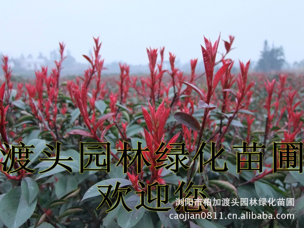 黃(huáng)花(huā)槐★黃(huáng)花(huā)槐價格★黃(huáng)花(huā)槐最新價格★黃(huáng)花(huā)槐最新行(xíng)情★黃(huáng)花(huā)槐湖(hú)南(nán)地(dì)區(qū)★湖(hú)南(nán)地(dì)區(qū)求購(gòu)黃(huáng)花(huā)槐★求購(gòu)