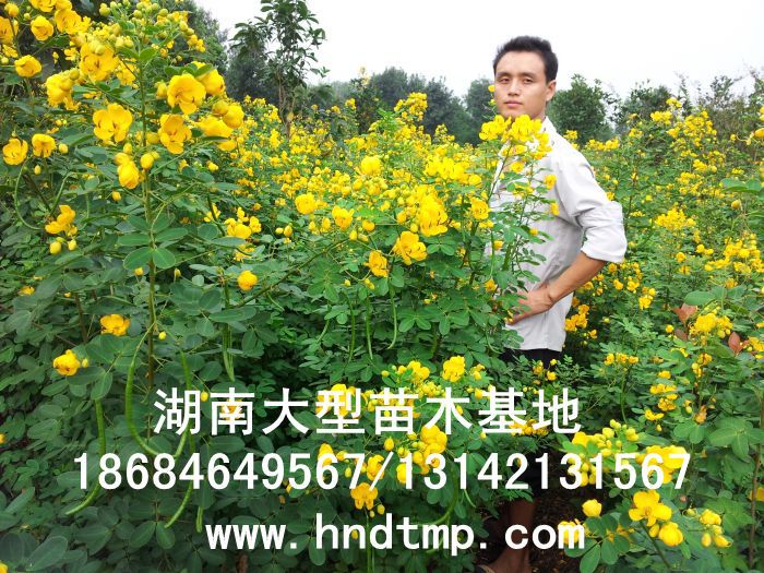 黃(huáng)花(huā)槐★黃(huáng)花(huā)槐價格★黃(huáng)花(huā)槐最新價格★黃(huáng)花(huā)槐最新行(xíng)情★黃(huáng)花(huā)槐湖(hú)南(nán)地(dì)區(qū)★湖(hú)南(nán)地(dì)區(qū)求購(gòu)黃(huáng)花(huā)槐★求購(gòu)