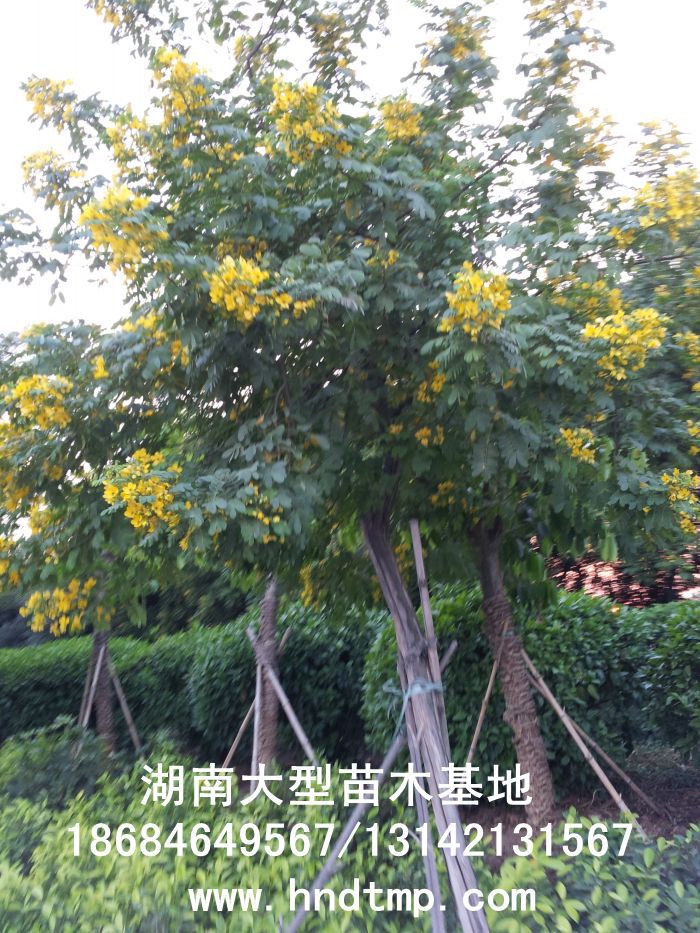 黃(huáng)花(huā)槐★黃(huáng)花(huā)槐價格★黃(huáng)花(huā)槐最新價格★黃(huáng)花(huā)槐最新行(xíng)情★黃(huáng)花(huā)槐湖(hú)南(nán)地(dì)區(qū)★湖(hú)南(nán)地(dì)區(qū)求購(gòu)黃(huáng)花(huā)槐★求購(gòu)