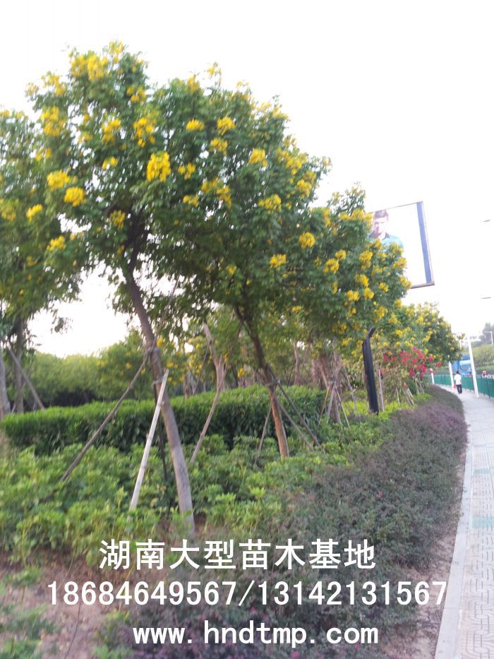 黃(huáng)花(huā)槐★黃(huáng)花(huā)槐價格★黃(huáng)花(huā)槐最新價格★黃(huáng)花(huā)槐最新行(xíng)情★黃(huáng)花(huā)槐湖(hú)南(nán)地(dì)區(qū)★湖(hú)南(nán)地(dì)區(qū)求購(gòu)黃(huáng)花(huā)槐★求購(gòu)