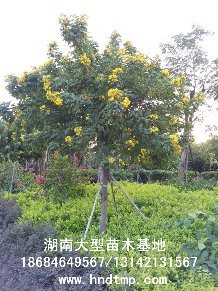 黃(huáng)花(huā)槐★黃(huáng)花(huā)槐價格★黃(huáng)花(huā)槐最新價格★黃(huáng)花(huā)槐最新行(xíng)情★黃(huáng)花(huā)槐湖(hú)南(nán)地(dì)區(qū)★湖(hú)南(nán)地(dì)區(qū)求購(gòu)黃(huáng)花(huā)槐★求購(gòu)