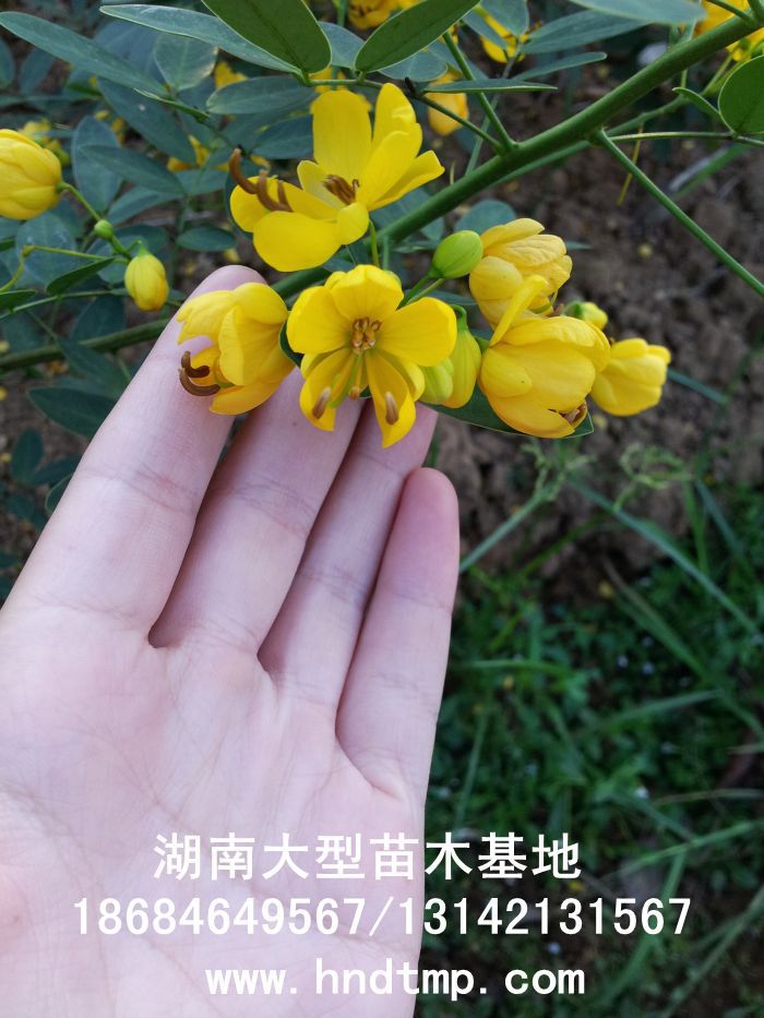 黃(huáng)花(huā)槐★黃(huáng)花(huā)槐價格★黃(huáng)花(huā)槐最新價格★黃(huáng)花(huā)槐最新行(xíng)情★黃(huáng)花(huā)槐湖(hú)南(nán)地(dì)區(qū)★湖(hú)南(nán)地(dì)區(qū)求購(gòu)黃(huáng)花(huā)槐★求購(gòu)