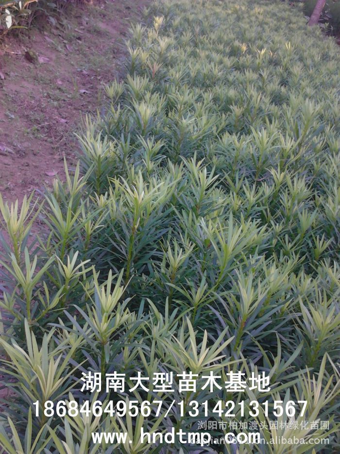 ·大(dà)量供應中葉羅漢松·中葉羅漢松苗圃基地(dì)·湖(hú)南(nán)長(cháng)沙浏陽中葉羅漢松基地(dì)·中葉羅漢松苗木(mù)基地(dì)·中葉羅漢松長(cháng)沙基地(dì)·中葉羅漢松湖(hú)南(nán)基地(dì)·中葉羅漢松浏陽基地(dì)·中葉羅漢松·羅漢松種子(zǐ)·中葉羅漢松種子(zǐ)價格·大(dà)量求購(gòu)中葉羅漢松種子(zǐ)·大(dà)量供應中葉羅漢松種子(zǐ)·中葉羅漢松種子(zǐ)價格·中葉羅漢松種子(zǐ)發芽率有(yǒu)多(duō)高(gāo)·羅漢松種子(zǐ)怎麽播種·湖(hú)南(nán)哪裡(lǐ)有(yǒu)羅漢松種子(zǐ)賣·湖(hú)南(nán)浏陽長(cháng)沙羅漢松種子(zǐ)直銷·特價羅漢松種子(zǐ)銷售·自(zì)己采摘的(de)羅漢松種子(zǐ)·羅漢松種子(zǐ)發芽·怎麽提高(gāo)羅漢松種子(zǐ)發芽率·怎麽保存羅漢松種子(zǐ)·羅漢松種子(zǐ)要(yào)怎麽保存·羅漢松種子(zǐ)怎麽消毒·羅