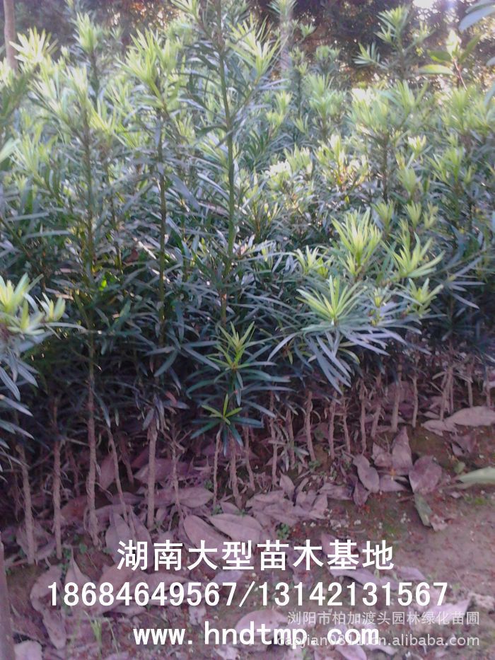 ·大(dà)量供應中葉羅漢松·中葉羅漢松苗圃基地(dì)·湖(hú)南(nán)長(cháng)沙浏陽中葉羅漢松基地(dì)·中葉羅漢松苗木(mù)基地(dì)·中葉羅漢松長(cháng)沙基地(dì)·中葉羅漢松湖(hú)南(nán)基地(dì)·中葉羅漢松浏陽基地(dì)·中葉羅漢松·羅漢松種子(zǐ)·中葉羅漢松種子(zǐ)價格·大(dà)量求購(gòu)中葉羅漢松種子(zǐ)·大(dà)量供應中葉羅漢松種子(zǐ)·中葉羅漢松種子(zǐ)價格·中葉羅漢松種子(zǐ)發芽率有(yǒu)多(duō)高(gāo)·羅漢松種子(zǐ)怎麽播種·湖(hú)南(nán)哪裡(lǐ)有(yǒu)羅漢松種子(zǐ)賣·湖(hú)南(nán)浏陽長(cháng)沙羅漢松種子(zǐ)直銷·特價羅漢松種子(zǐ)銷售·自(zì)己采摘的(de)羅漢松種子(zǐ)·羅漢松種子(zǐ)發芽·怎麽提高(gāo)羅漢松種子(zǐ)發芽率·怎麽保存羅漢松種子(zǐ)·羅漢松種子(zǐ)要(yào)怎麽保存·羅漢松種子(zǐ)怎麽消毒·羅
