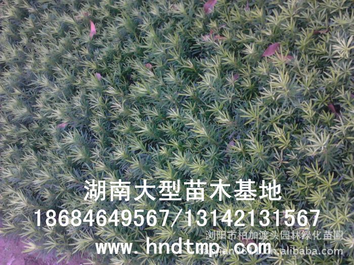 ·大(dà)量供應中葉羅漢松·中葉羅漢松苗圃基地(dì)·湖(hú)南(nán)長(cháng)沙浏陽中葉羅漢松基地(dì)·中葉羅漢松苗木(mù)基地(dì)·中葉羅漢松長(cháng)沙基地(dì)·中葉羅漢松湖(hú)南(nán)基地(dì)·中葉羅漢松浏陽基地(dì)·中葉羅漢松·羅漢松種子(zǐ)·中葉羅漢松種子(zǐ)價格·大(dà)量求購(gòu)中葉羅漢松種子(zǐ)·大(dà)量供應中葉羅漢松種子(zǐ)·中葉羅漢松種子(zǐ)價格·中葉羅漢松種子(zǐ)發芽率有(yǒu)多(duō)高(gāo)·羅漢松種子(zǐ)怎麽播種·湖(hú)南(nán)哪裡(lǐ)有(yǒu)羅漢松種子(zǐ)賣·湖(hú)南(nán)浏陽長(cháng)沙羅漢松種子(zǐ)直銷·特價羅漢松種子(zǐ)銷售·自(zì)己采摘的(de)羅漢松種子(zǐ)·羅漢松種子(zǐ)發芽·怎麽提高(gāo)羅漢松種子(zǐ)發芽率·怎麽保存羅漢松種子(zǐ)·羅漢松種子(zǐ)要(yào)怎麽保存·羅漢松種子(zǐ)怎麽消毒·羅