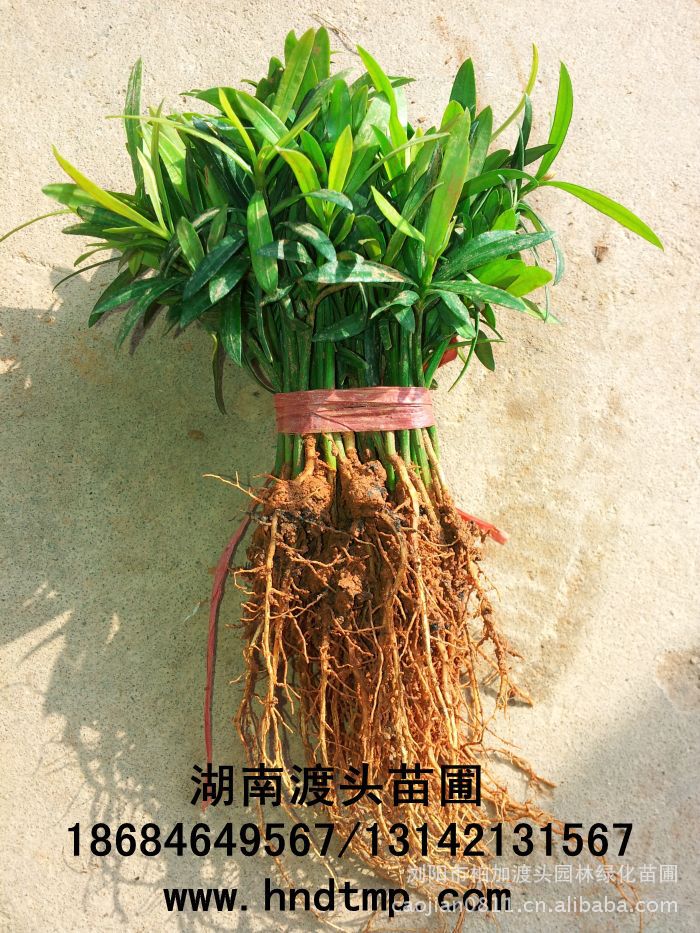 花(huā)木(mù)商情·湖(hú)南(nán)花(huā)木(mù)商情·湖(hú)南(nán)苗木(mù)商情·湖(hú)南(nán)花(huā)木(mù)網·湖(hú)南(nán)花(huā)木(mù)市(shì)場(chǎng)網·浏陽花(huā)木(mù)網·花(huā)木(mù)銷售網·湖(hú)南(nán)長(cháng)沙浏陽花(huā)木(mù)·湖(hú)南(nán)長(cháng)沙浏陽花(huā)木(mù)基地(dì)·湖(hú)南(nán)苗圃基地(dì)·長(cháng)沙苗圃基地(dì)·浏陽苗圃基地(dì)·湖(hú)南(nán)長(cháng)沙浏陽苗圃基地(dì)·苗圃·花(huā)木(mù)基地(dì)·渡頭峥嵘苗木(mù)·湖(hú)南(nán)大(dà)型苗木(mù)基地(dì)·大(dà)型綠(lǜ)化(huà)苗木(mù)基地(dì)羅漢松·羅漢松價格·羅漢松最新價格·羅漢松最新價格行(xíng)情·湖(hú)南(nán)羅漢松價格·長(cháng)沙羅漢松價格·浏陽羅漢松價格·湖(hú)南(nán)哪裡(lǐ)有(yǒu)羅漢松買·湖(hú)南(nán)長(cháng)沙羅漢松苗圃·求購(gòu)3公分(fēn)羅漢松·求購(gòu)4公分(fēn)羅漢松·求購(gòu)5公分(fēn)羅漢松·求購(gòu)6公分(fēn)羅漢松·求購(gòu)7公分(fēn)羅漢松·求購(gòu)8公分(fēn)羅漢松·