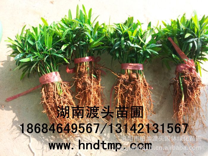 花(huā)木(mù)商情·湖(hú)南(nán)花(huā)木(mù)商情·湖(hú)南(nán)苗木(mù)商情·湖(hú)南(nán)花(huā)木(mù)網·湖(hú)南(nán)花(huā)木(mù)市(shì)場(chǎng)網·浏陽花(huā)木(mù)網·花(huā)木(mù)銷售網·湖(hú)南(nán)長(cháng)沙浏陽花(huā)木(mù)·湖(hú)南(nán)長(cháng)沙浏陽花(huā)木(mù)基地(dì)·湖(hú)南(nán)苗圃基地(dì)·長(cháng)沙苗圃基地(dì)·浏陽苗圃基地(dì)·湖(hú)南(nán)長(cháng)沙浏陽苗圃基地(dì)·苗圃·花(huā)木(mù)基地(dì)·渡頭峥嵘苗木(mù)·湖(hú)南(nán)大(dà)型苗木(mù)基地(dì)·大(dà)型綠(lǜ)化(huà)苗木(mù)基地(dì)羅漢松·羅漢松價格·羅漢松最新價格·羅漢松最新價格行(xíng)情·湖(hú)南(nán)羅漢松價格·長(cháng)沙羅漢松價格·浏陽羅漢松價格·湖(hú)南(nán)哪裡(lǐ)有(yǒu)羅漢松買·湖(hú)南(nán)長(cháng)沙羅漢松苗圃·求購(gòu)3公分(fēn)羅漢松·求購(gòu)4公分(fēn)羅漢松·求購(gòu)5公分(fēn)羅漢松·求購(gòu)6公分(fēn)羅漢松·求購(gòu)7公分(fēn)羅漢松·求購(gòu)8公分(fēn)羅漢松·