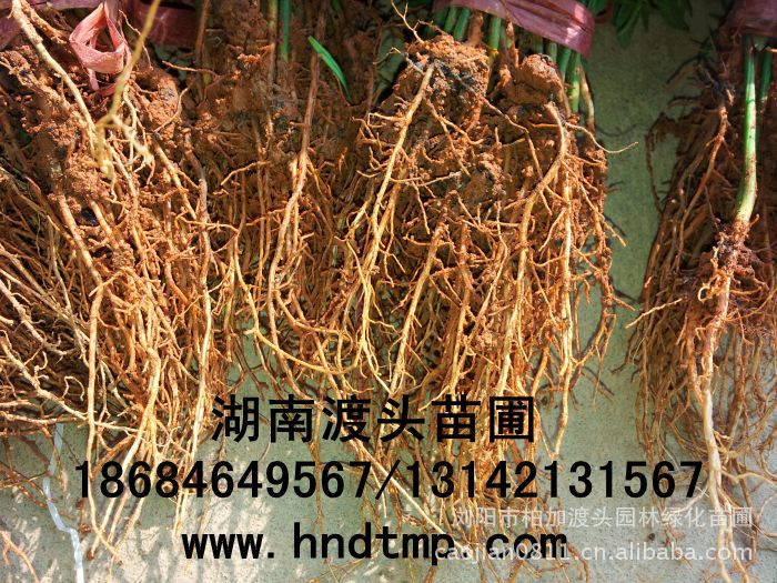 花(huā)木(mù)商情·湖(hú)南(nán)花(huā)木(mù)商情·湖(hú)南(nán)苗木(mù)商情·湖(hú)南(nán)花(huā)木(mù)網·湖(hú)南(nán)花(huā)木(mù)市(shì)場(chǎng)網·浏陽花(huā)木(mù)網·花(huā)木(mù)銷售網·湖(hú)南(nán)長(cháng)沙浏陽花(huā)木(mù)·湖(hú)南(nán)長(cháng)沙浏陽花(huā)木(mù)基地(dì)·湖(hú)南(nán)苗圃基地(dì)·長(cháng)沙苗圃基地(dì)·浏陽苗圃基地(dì)·湖(hú)南(nán)長(cháng)沙浏陽苗圃基地(dì)·苗圃·花(huā)木(mù)基地(dì)·渡頭峥嵘苗木(mù)·湖(hú)南(nán)大(dà)型苗木(mù)基地(dì)·大(dà)型綠(lǜ)化(huà)苗木(mù)基地(dì)羅漢松·羅漢松價格·羅漢松最新價格·羅漢松最新價格行(xíng)情·湖(hú)南(nán)羅漢松價格·長(cháng)沙羅漢松價格·浏陽羅漢松價格·湖(hú)南(nán)哪裡(lǐ)有(yǒu)羅漢松買·湖(hú)南(nán)長(cháng)沙羅漢松苗圃·求購(gòu)3公分(fēn)羅漢松·求購(gòu)4公分(fēn)羅漢松·求購(gòu)5公分(fēn)羅漢松·求購(gòu)6公分(fēn)羅漢松·求購(gòu)7公分(fēn)羅漢松·求購(gòu)8公分(fēn)羅漢松·