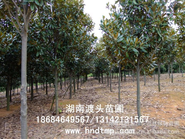 廣玉蘭/廣玉蘭價格/廣玉蘭最新價格/廣玉蘭最新價格行(xíng)情/廣玉蘭2012年(nián)最新價格/廣玉蘭2013年(nián)價格/