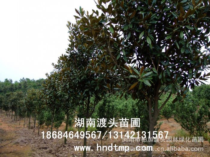 廣玉蘭/廣玉蘭價格/廣玉蘭最新價格/廣玉蘭最新價格行(xíng)情/廣玉蘭2012年(nián)最新價格/廣玉蘭2013年(nián)價格/