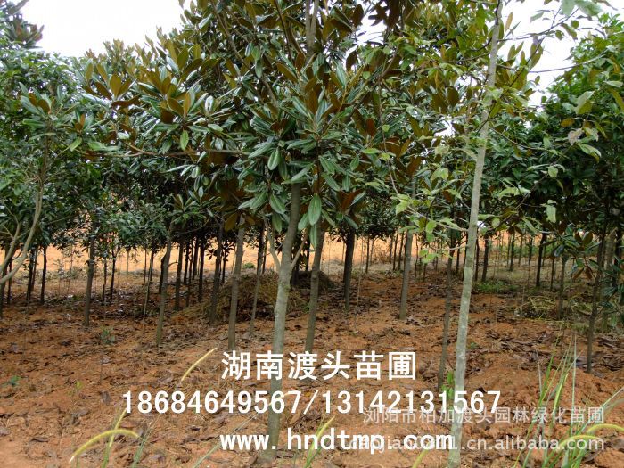 廣玉蘭/廣玉蘭價格/廣玉蘭最新價格/廣玉蘭最新價格行(xíng)情/廣玉蘭2012年(nián)最新價格/廣玉蘭2013年(nián)價格/