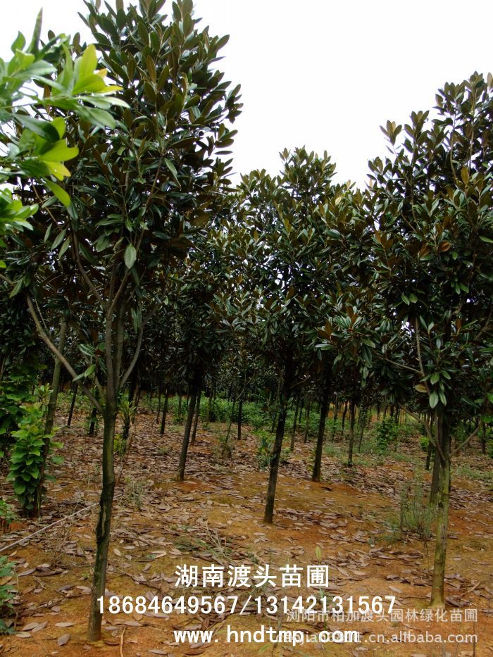 廣玉蘭/廣玉蘭價格/廣玉蘭最新價格/廣玉蘭最新價格行(xíng)情/廣玉蘭2012年(nián)最新價格/廣玉蘭2013年(nián)價格/