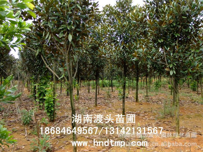 廣玉蘭/廣玉蘭價格/廣玉蘭最新價格/廣玉蘭最新價格行(xíng)情/廣玉蘭2012年(nián)最新價格/廣玉蘭2013年(nián)價格/